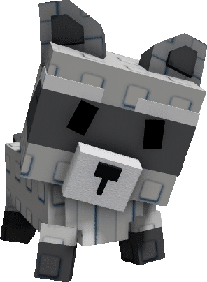 Raccoon pet